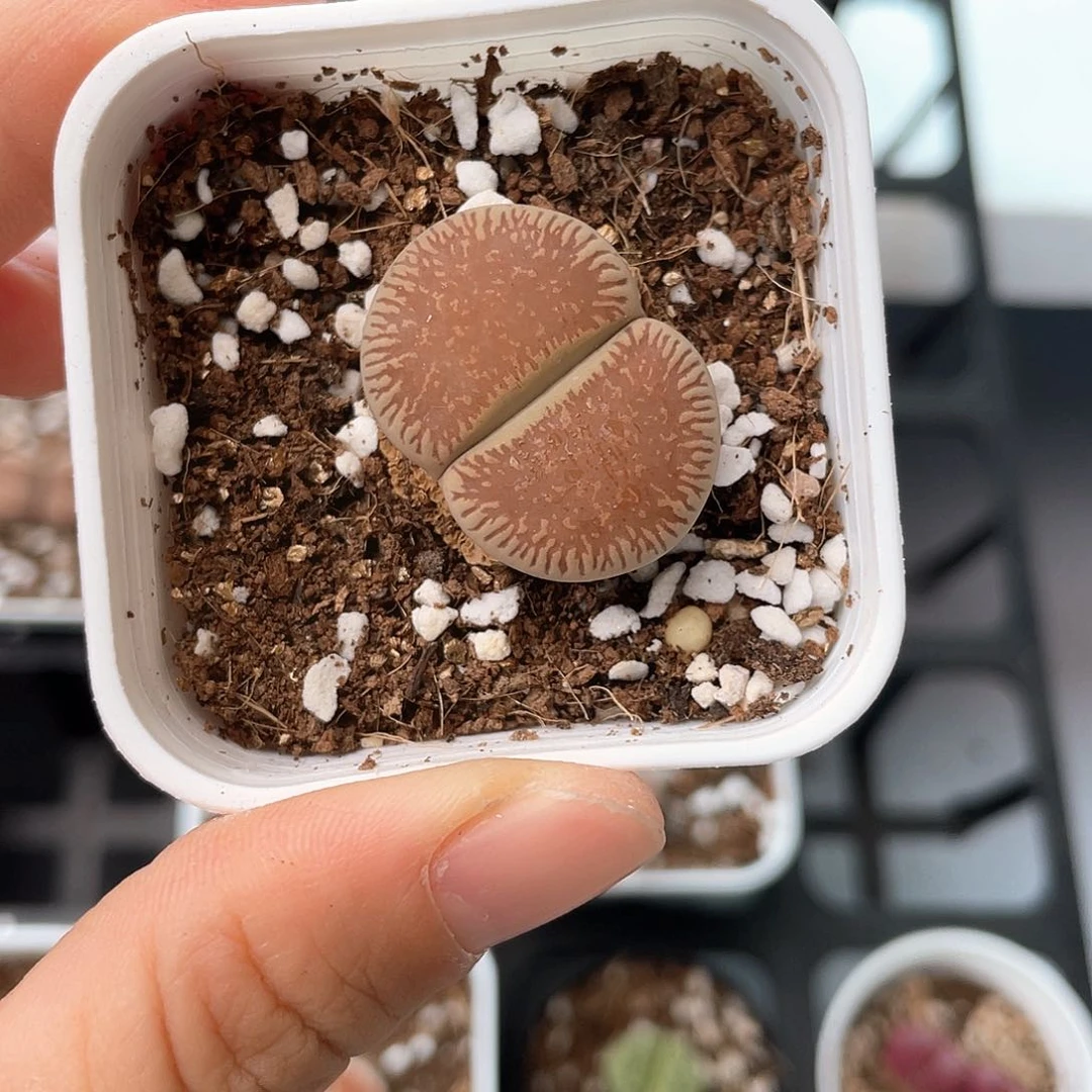 7211大棚清仓甩卖了2.7