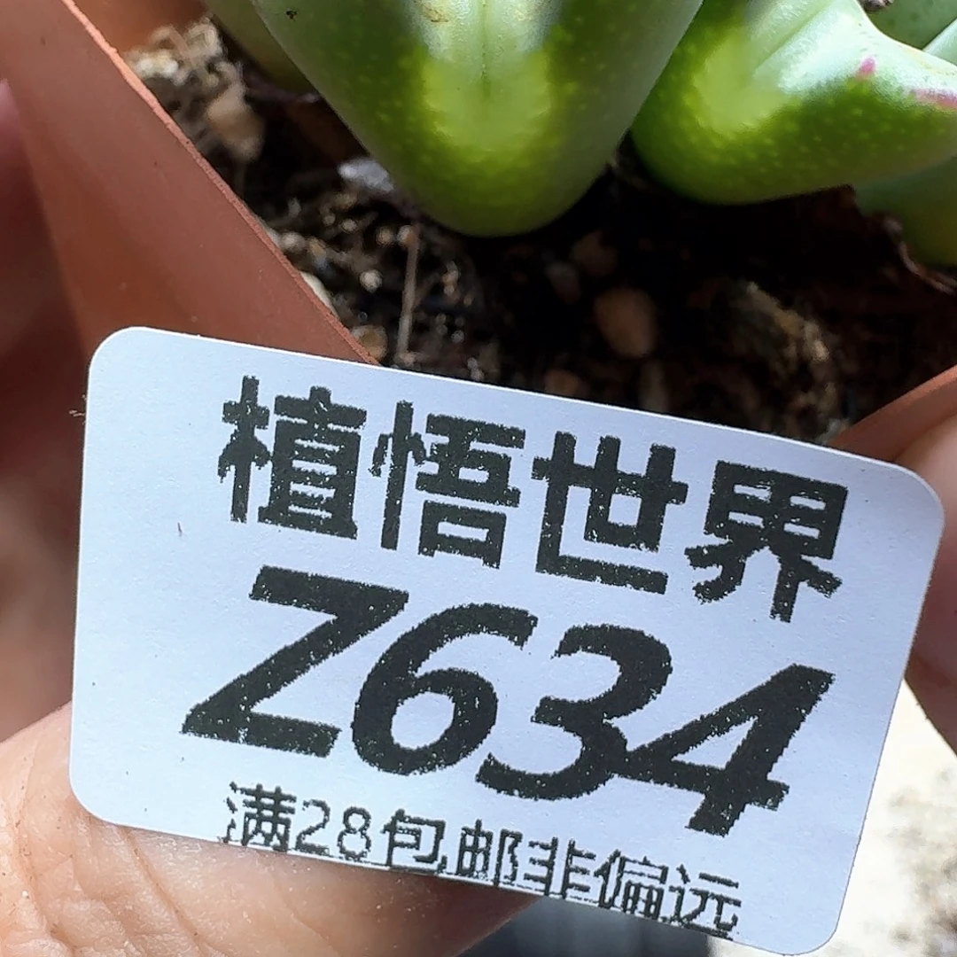 ****️多肉植物的润泽fghj