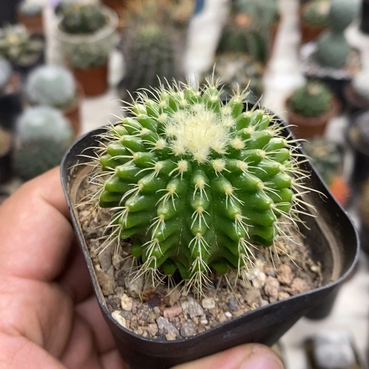 软刺金虎特价福利