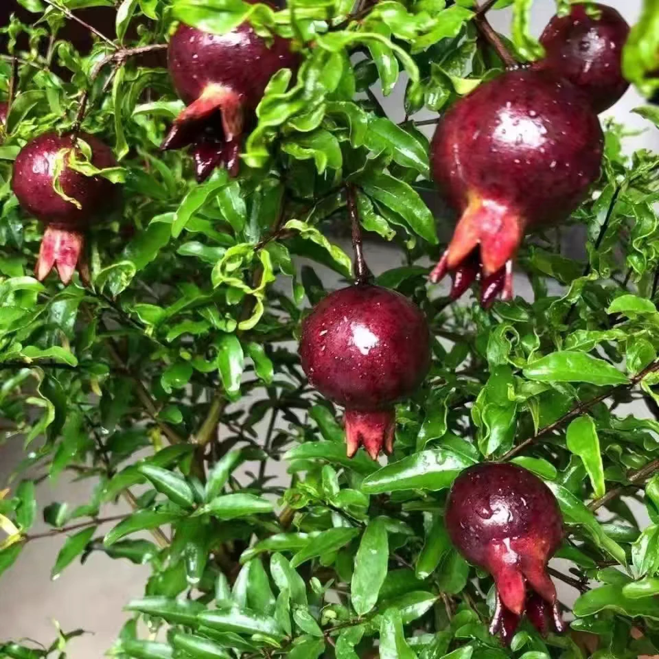 紫玉石榴盆栽老桩阳台庭院种植果树带果果苗石榴树室内内外圆叶