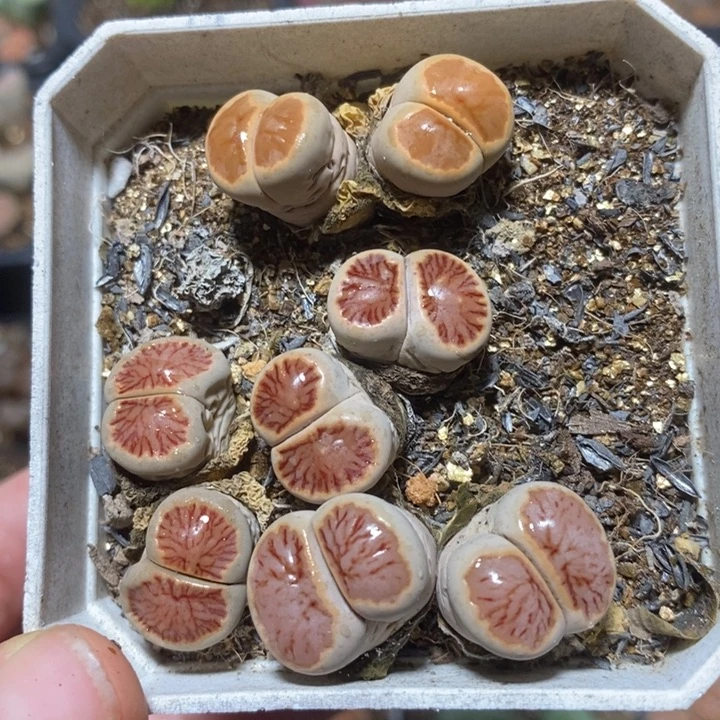 优选漂亮彩菊特价
