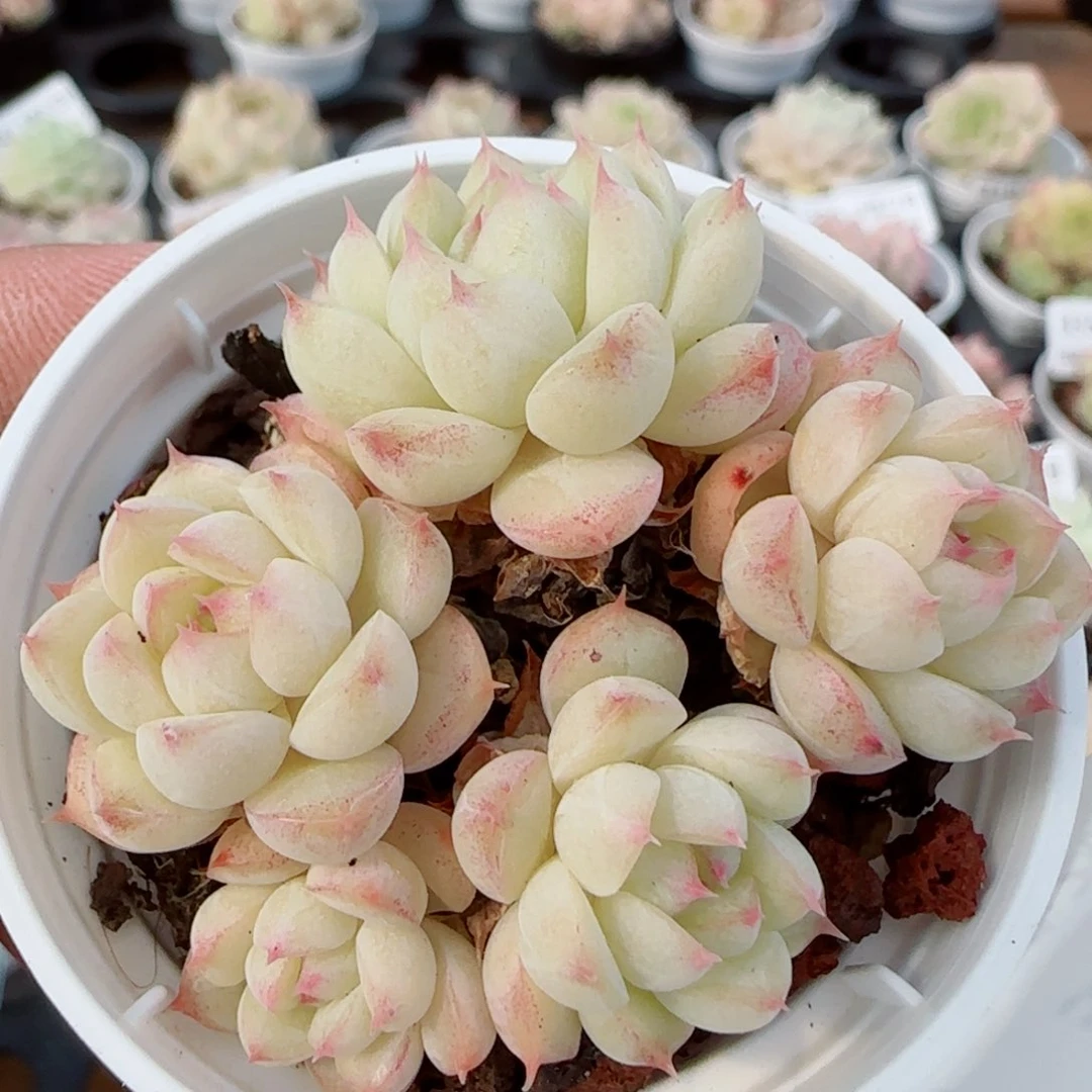 花语逸镜0327-352散