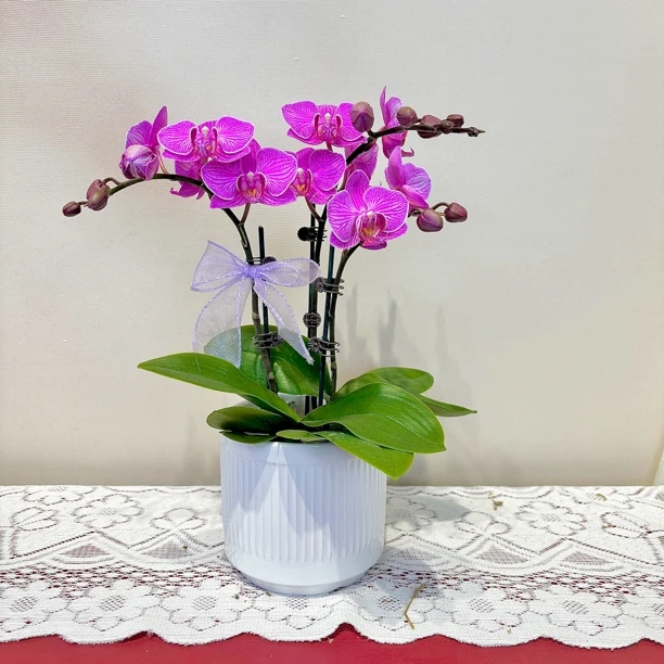 【粉蝶】鲜花蝴蝶兰2.8寸杯 粉色系线条感优雅轻奢高级室内礼品花