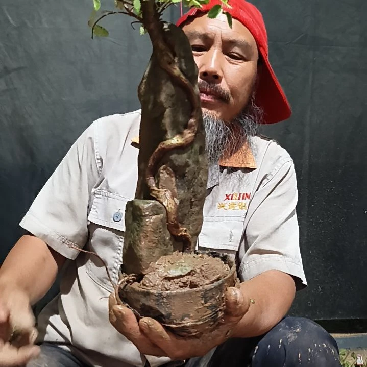 无花朵用****6附石榆树168