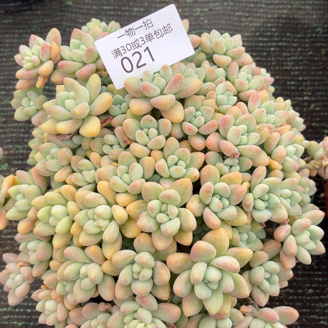 021奶酪蛋糕多肉植物……