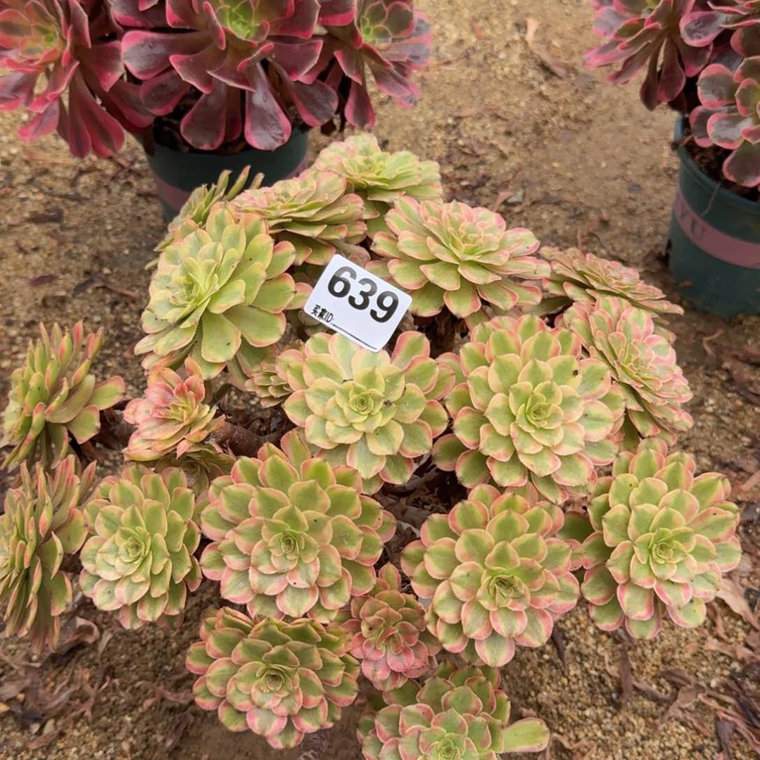 639糖果粉黛多肉植物