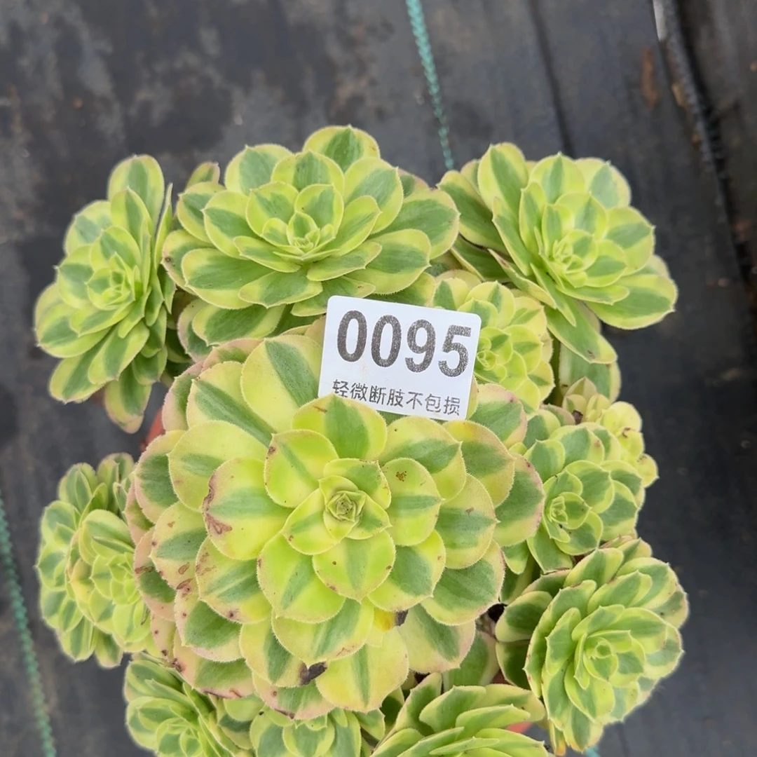 玉滋009555555555