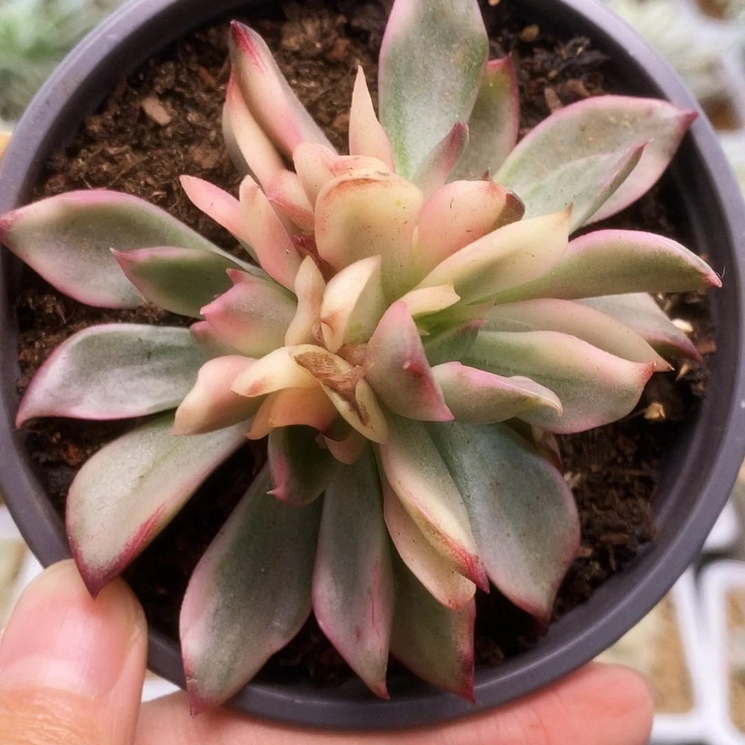 188野马锦锦锦锦锦锦锦锦锦锦