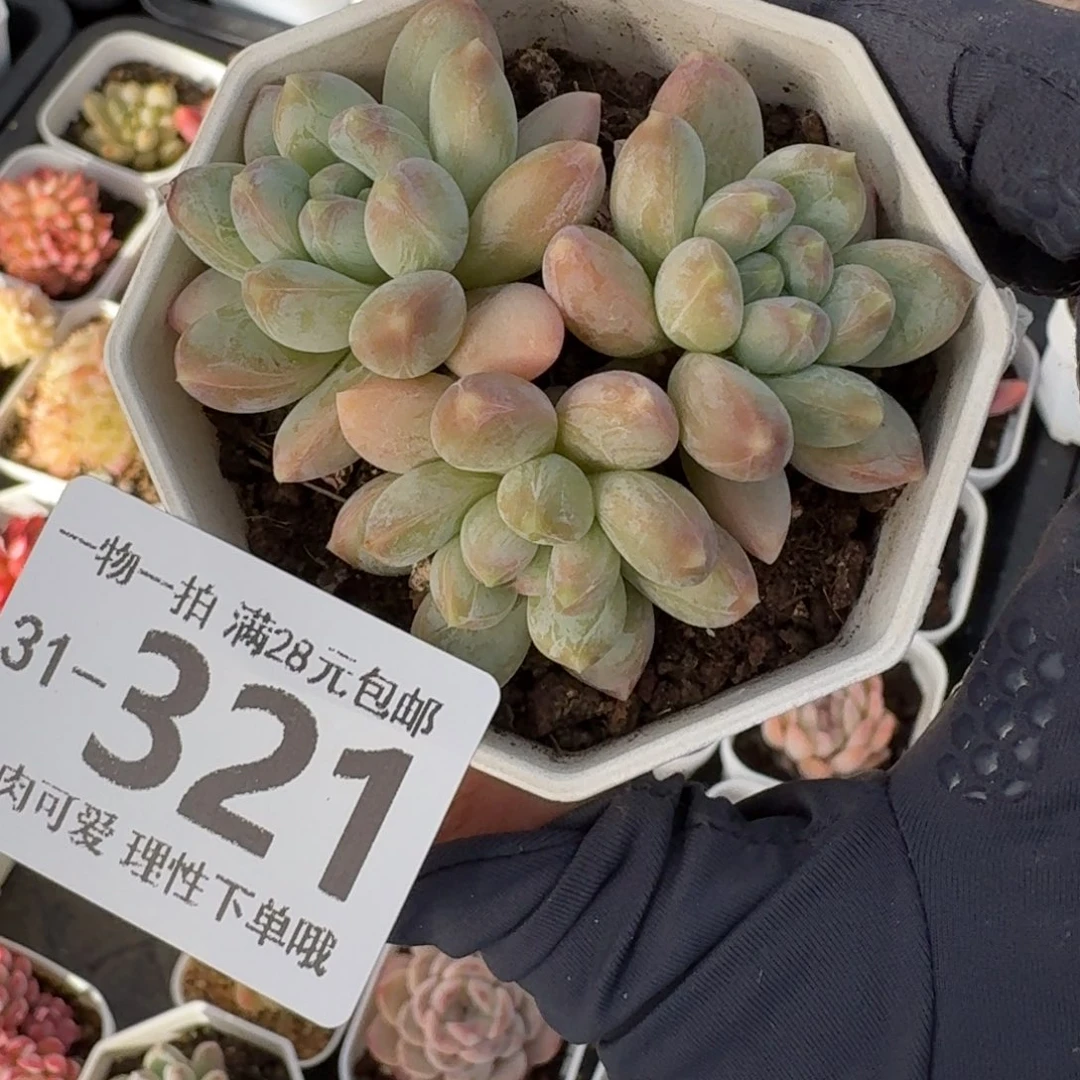 三色奶无盆土发货