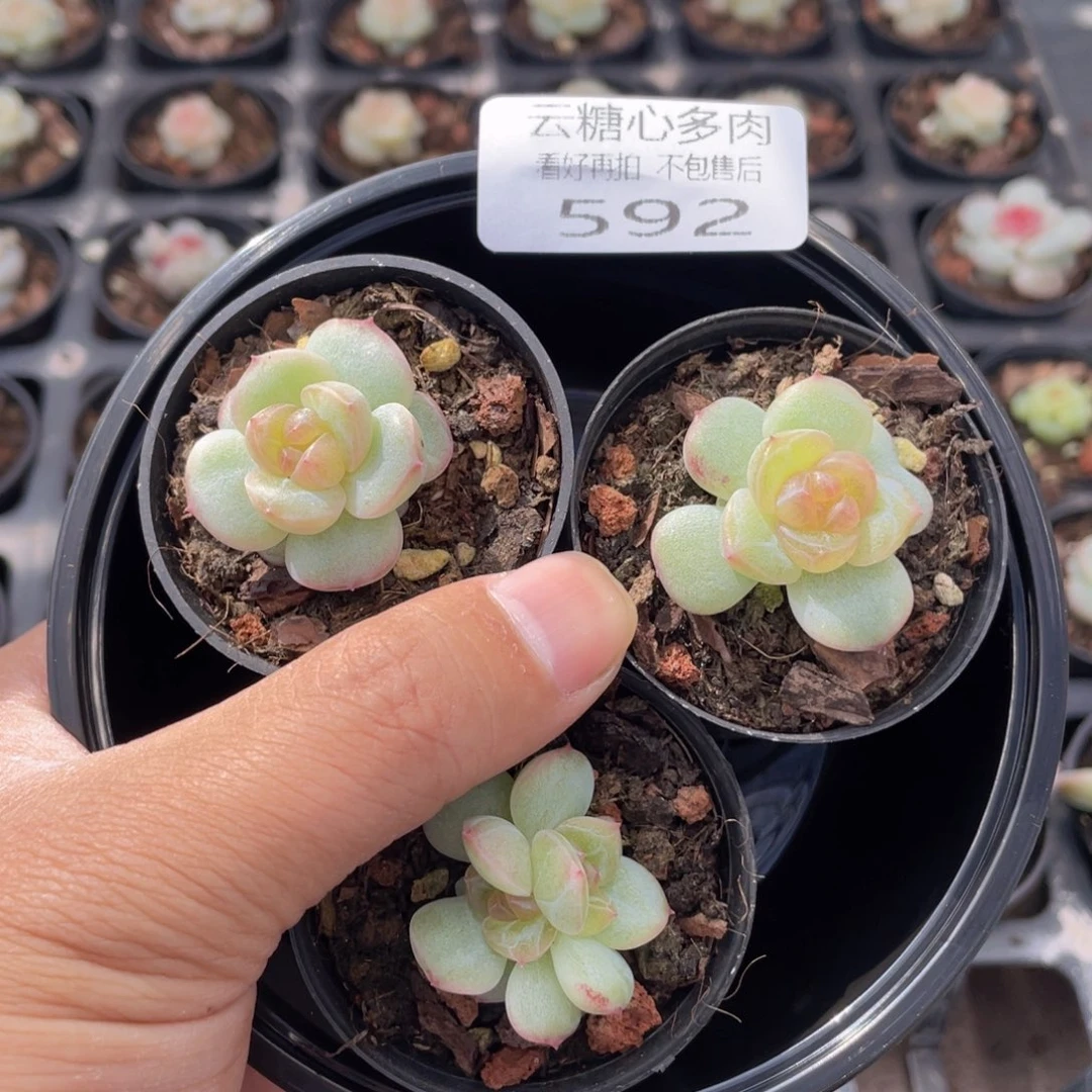 云糖心多肉植物592