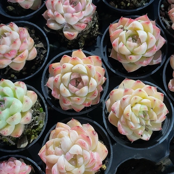 小圆盆桃熏女王带盆土