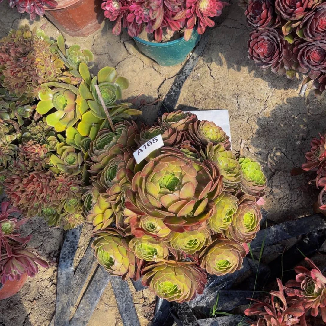 雨荷法师朵朵5-6