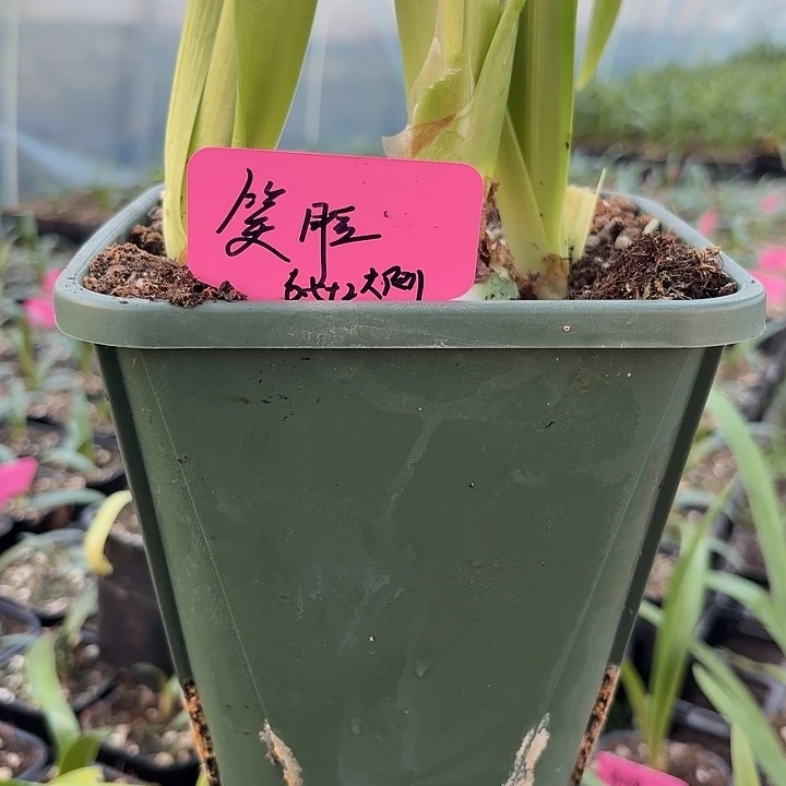 无花朵笑脸朱顶红群