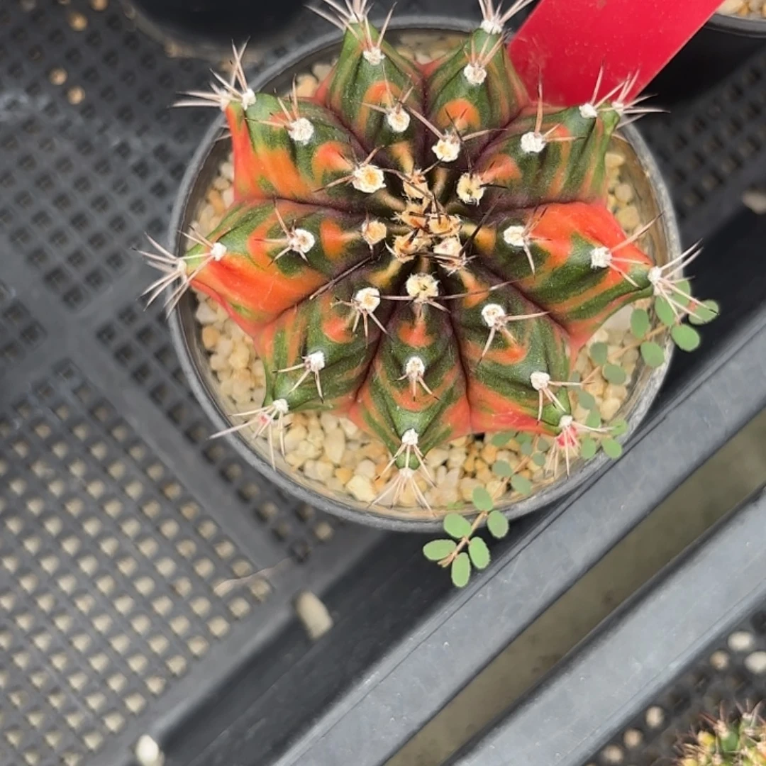 m***…218-1105泰国发货多肉