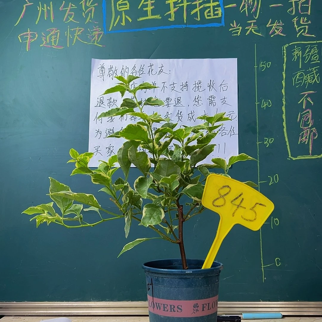 当前无花栽培后可以开花小斑叶丽人 845