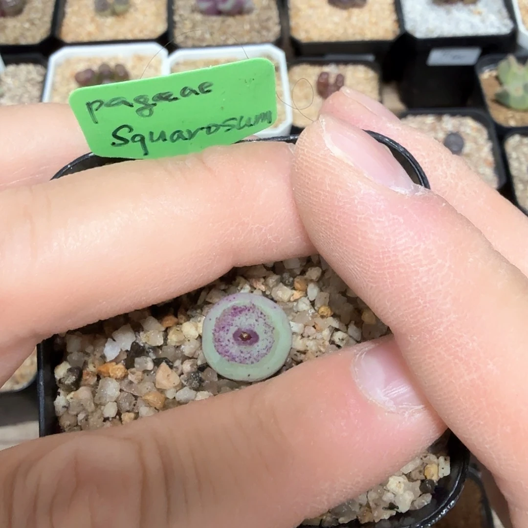 树*dy26 树树老师 嘴巴