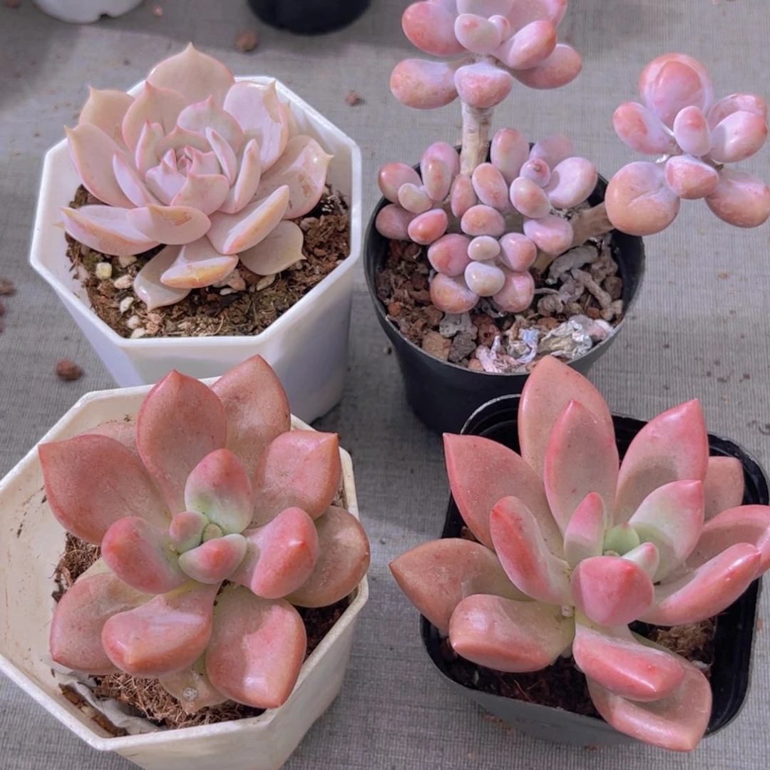 露娜莲 桃蛋 两盆桃花源