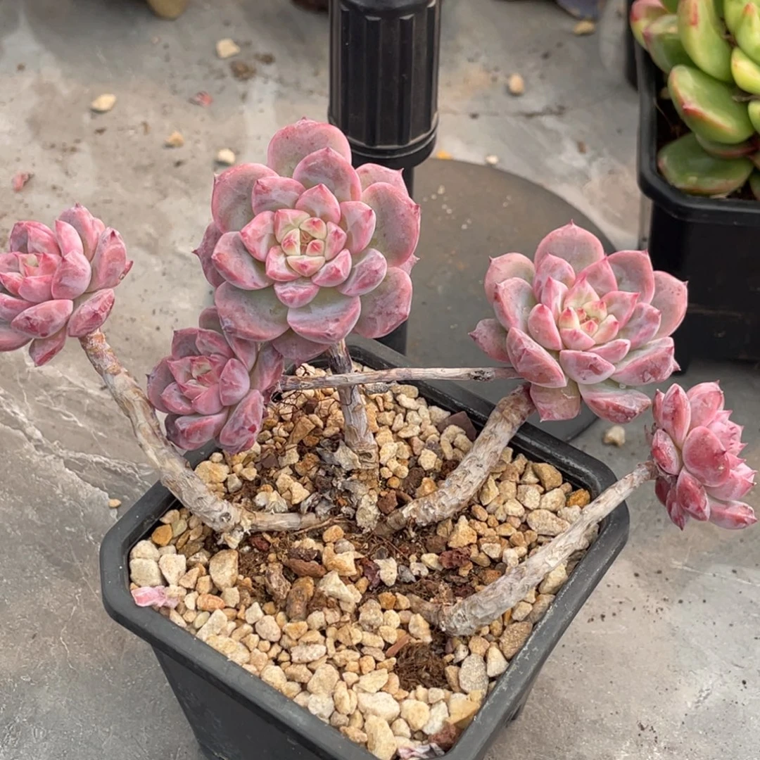 糖心霞光飘枝群生