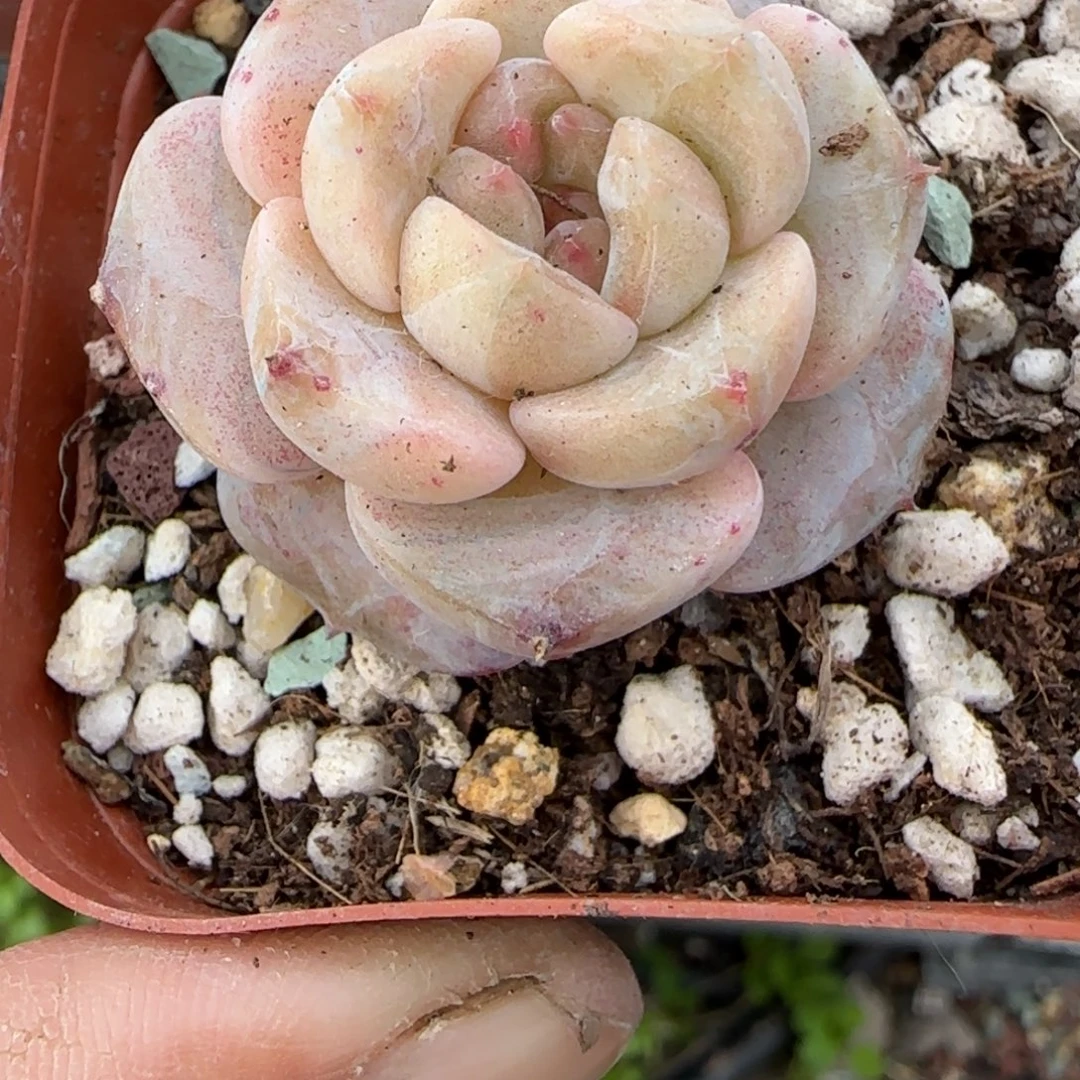 多肉小卡拉米糖心一物一拍