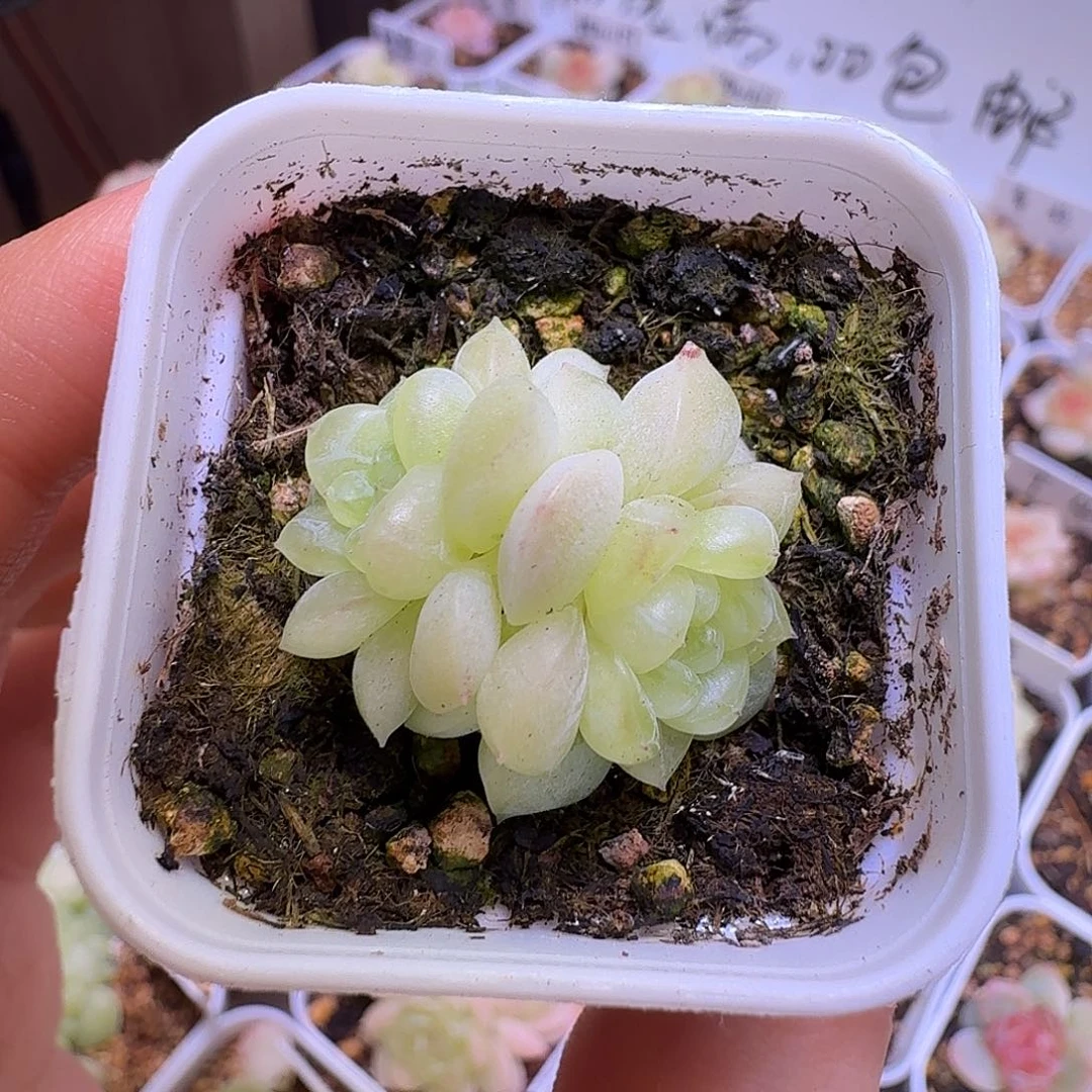 小小麦秆一物一拍