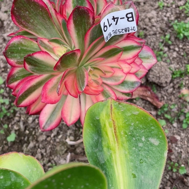 419黑膜锦嫁接不包掉头12345678