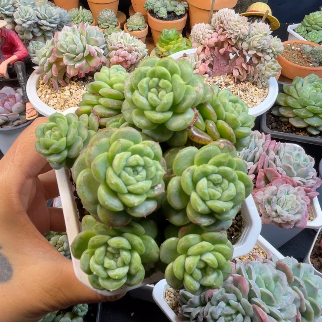 绿透珍妮 群生 9头