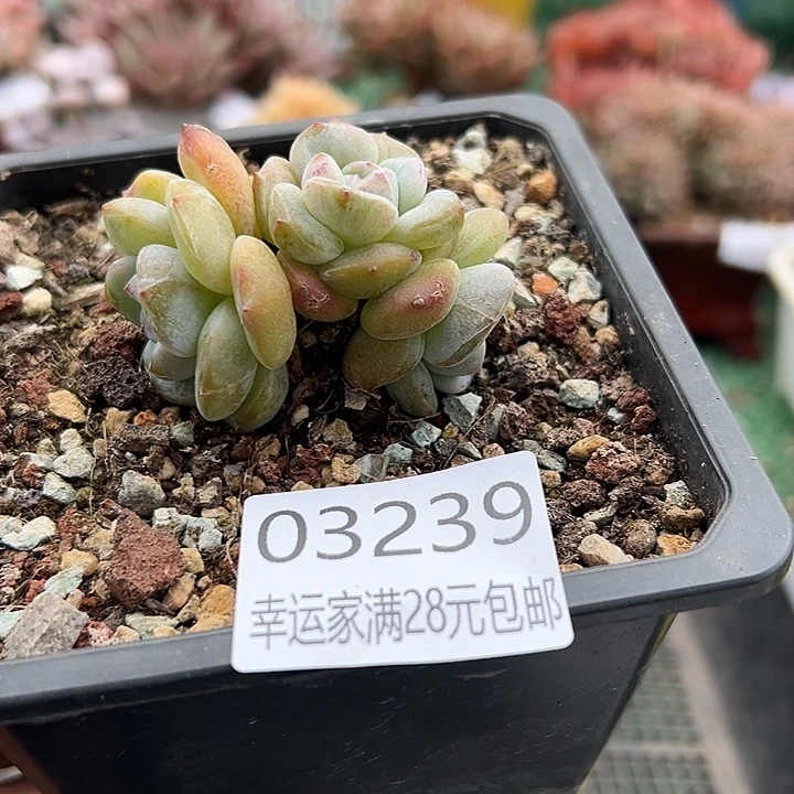 幸运的是我还没遇到幸运