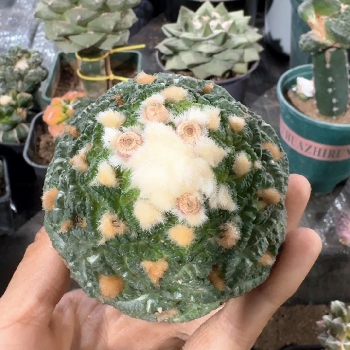 小*791大尤龟甲牡丹
