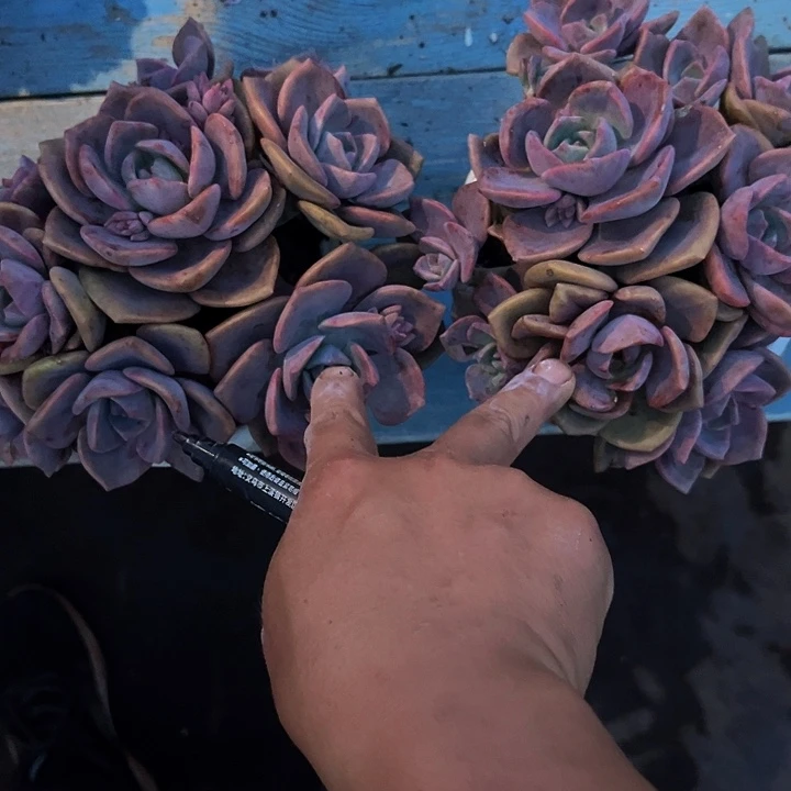 ****：彩虹糖大群、一物一拍