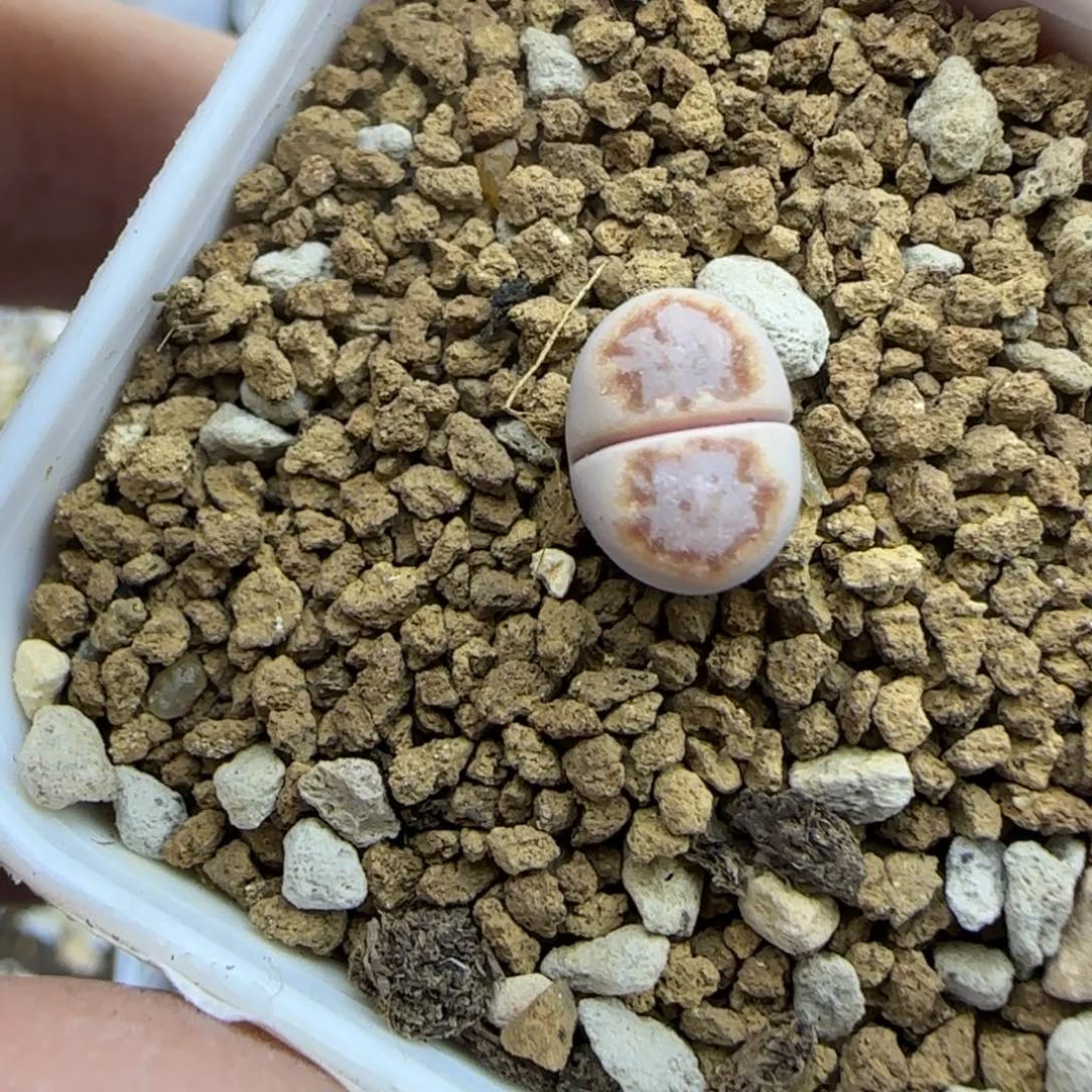 二蜕小个子饼干大棚直播