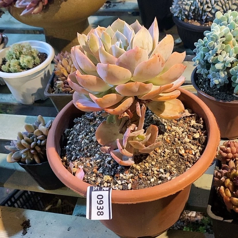 【闪购商品】白玉兰0938