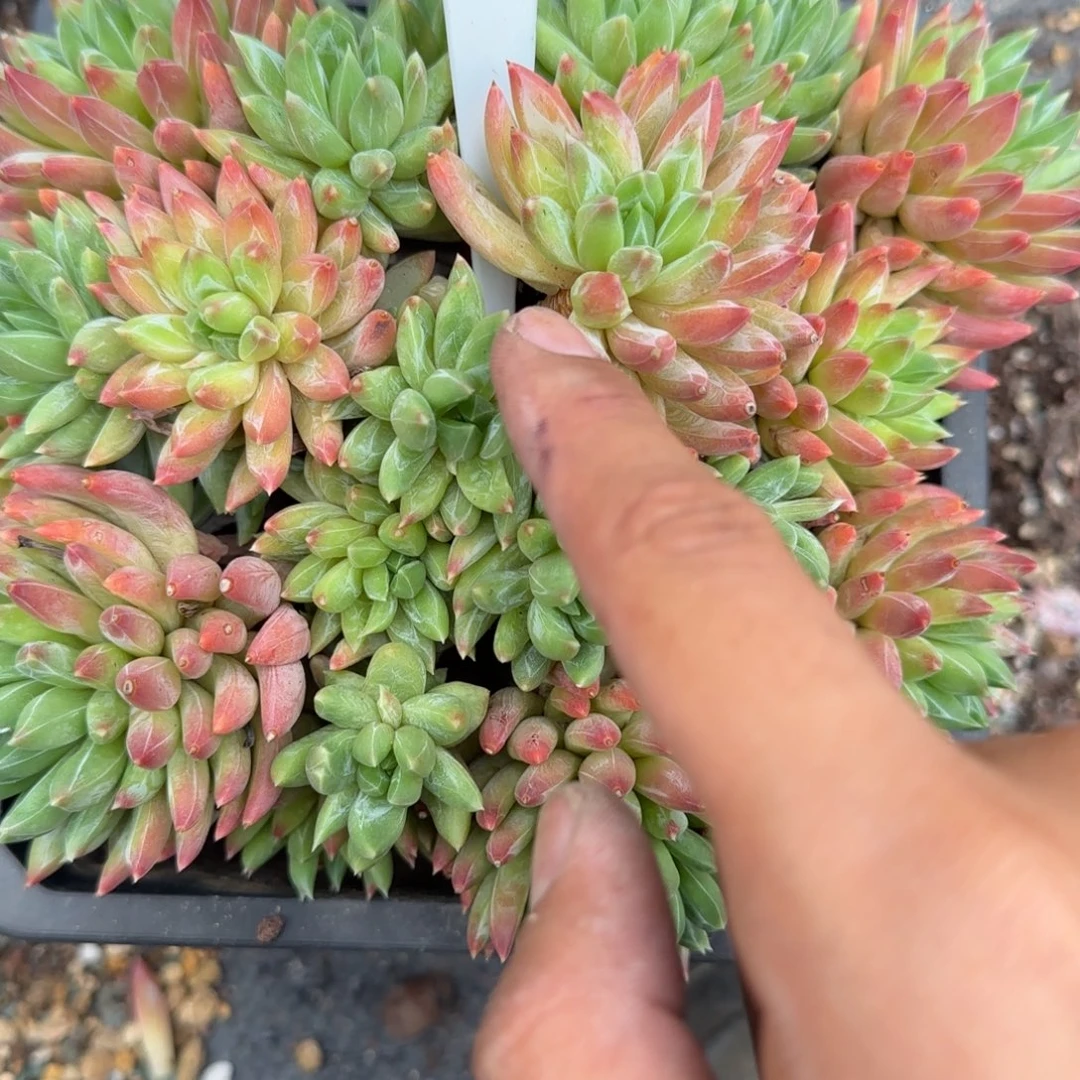 一物一拍炫彩星97