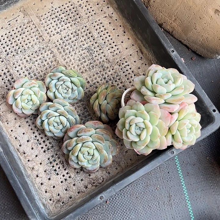 冰玉组合尺寸随机