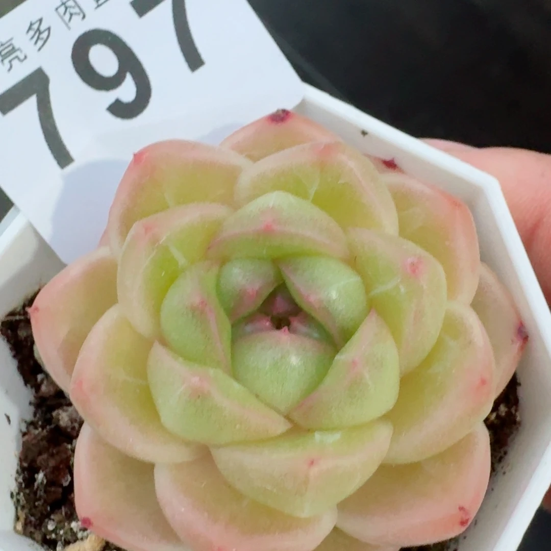 m100            精美多肉植物