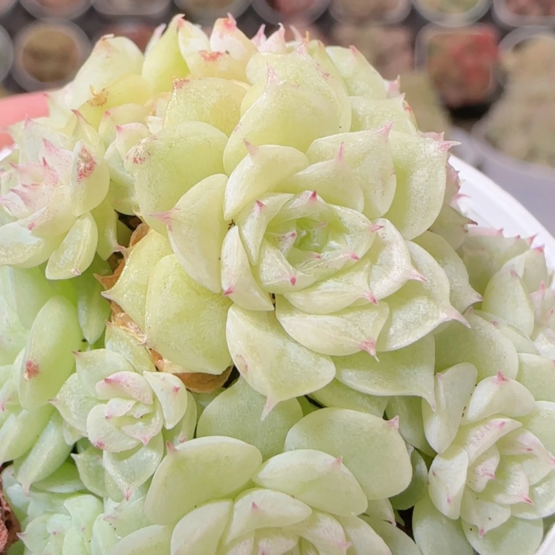 花语多肉1208-271散