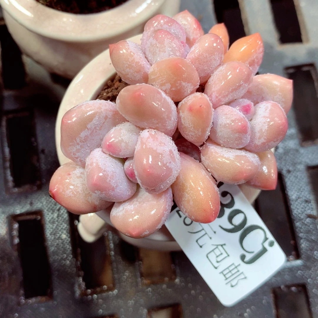 5厘米盆精控多肉139