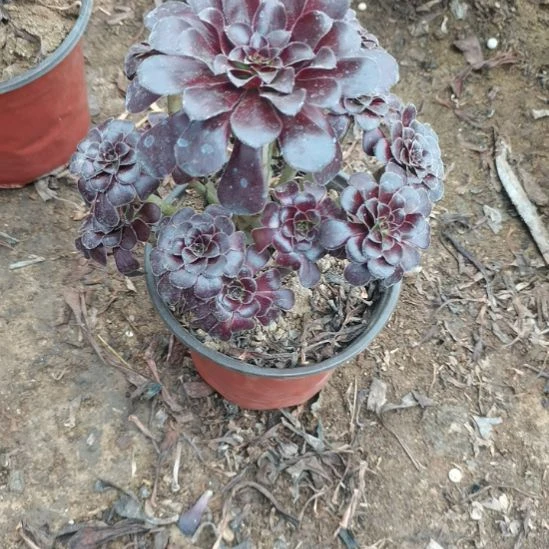 墨法师多肉法师多肉2