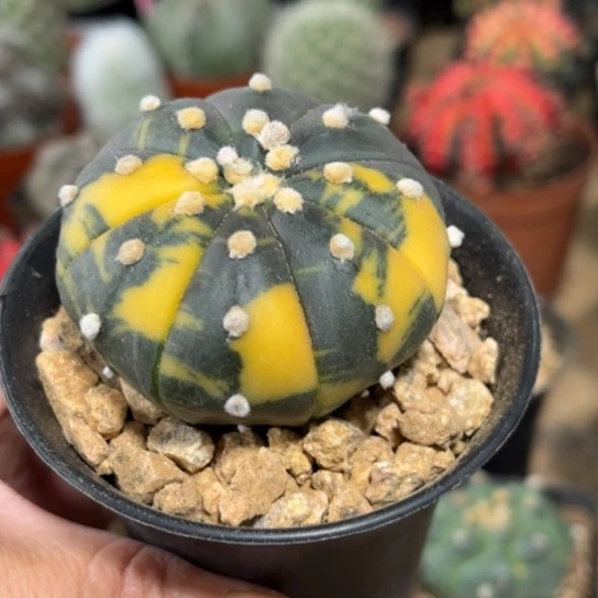 完全开放实生紫皮兜锦