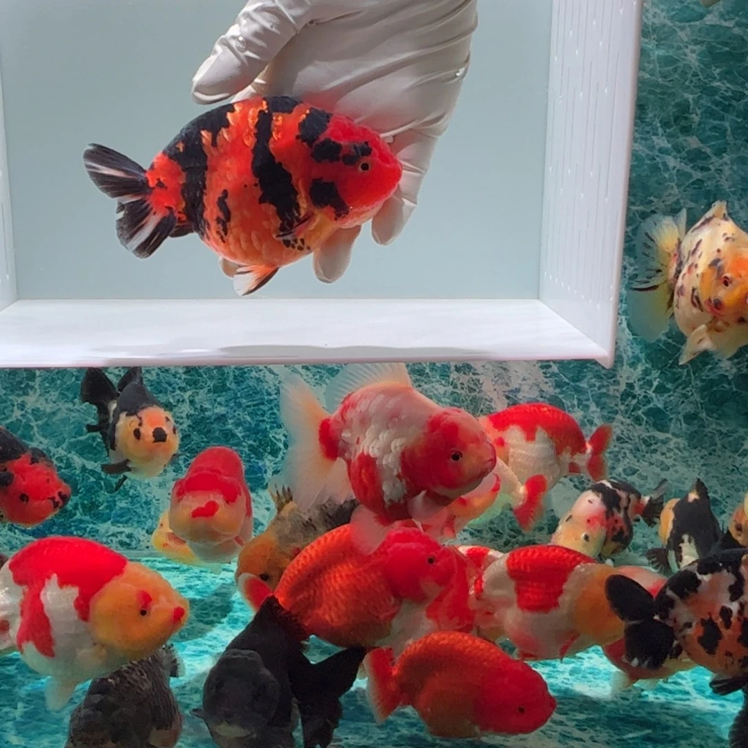 金鱼缎带红虎特色