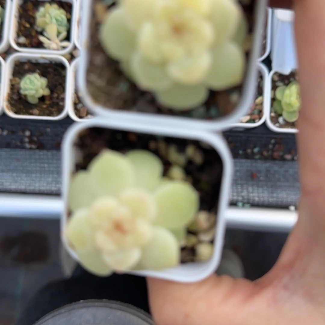 M***u有树？ 盆2个6床满25包邮