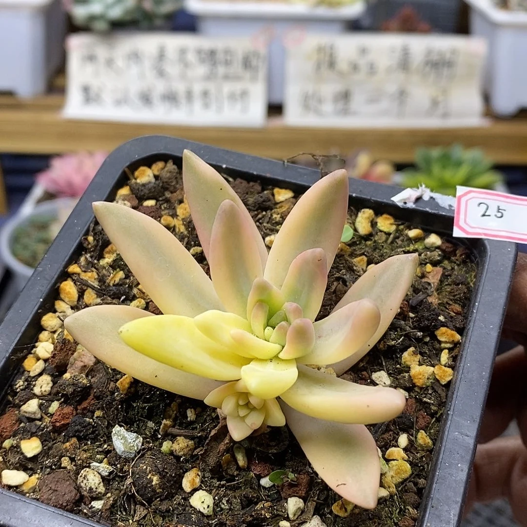 2425 布丁花脸锦