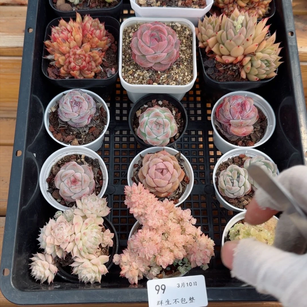 框拍框拍0310-99