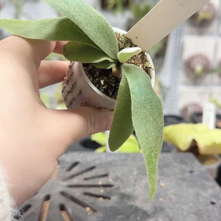 柠檬鹿角蕨哦哦哦