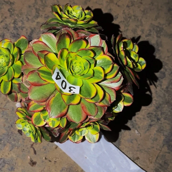 304奶白多肉植物