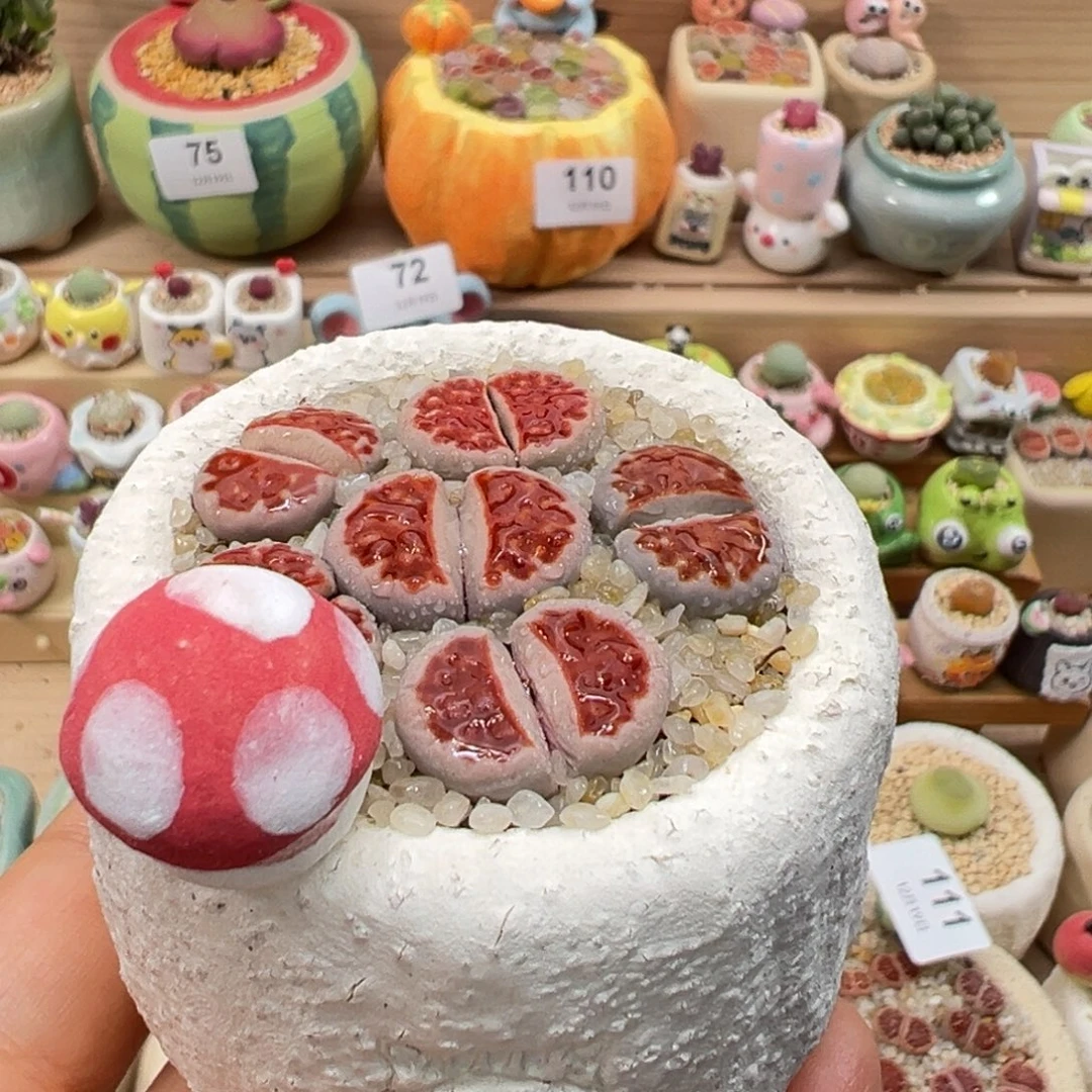 多肉植物121号红色