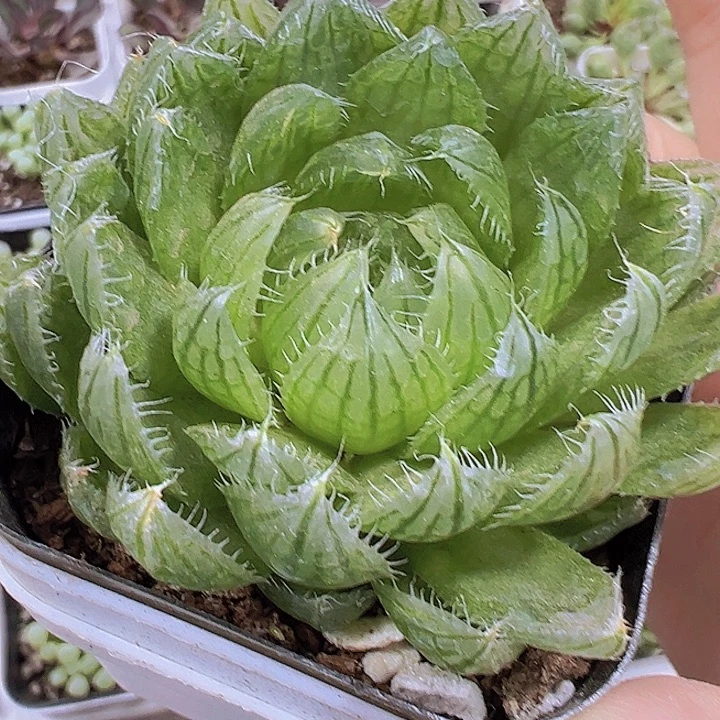 樱水晶19包邮多肉植物