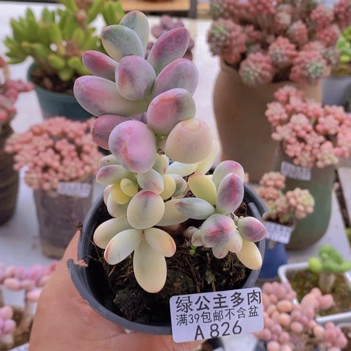 乒乓福娘6cm826多肉植物