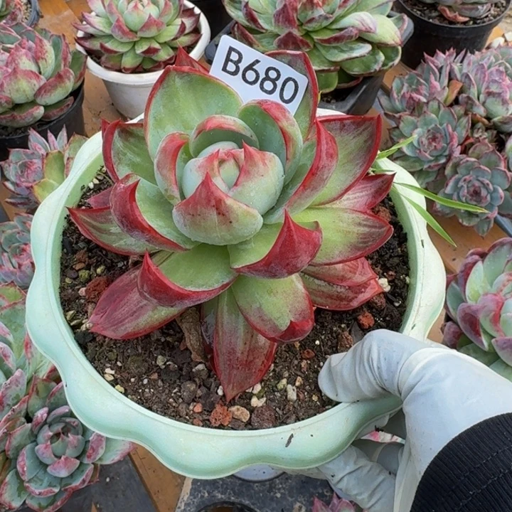 惊鸿仙子 680.....