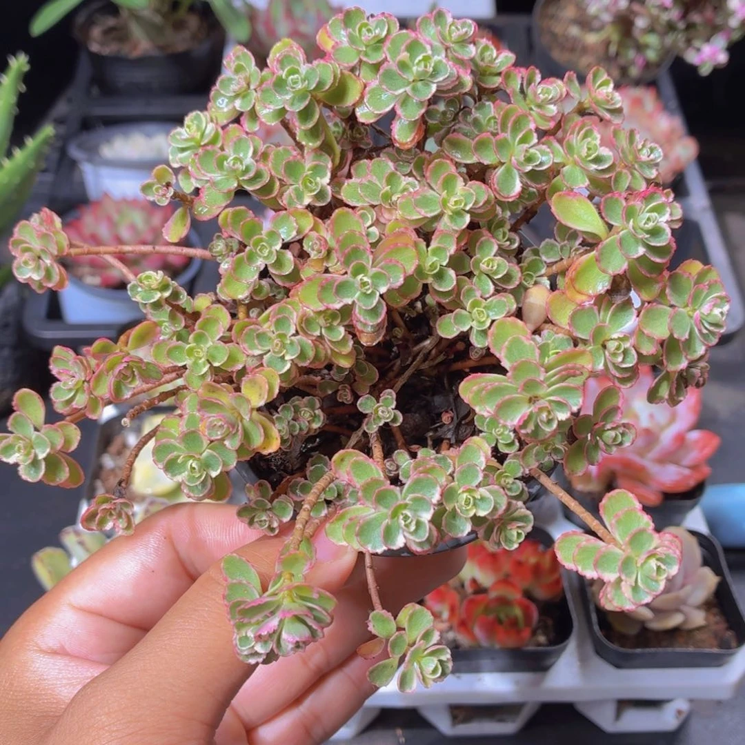 小球玫瑰锦多肉9.9包邮发货