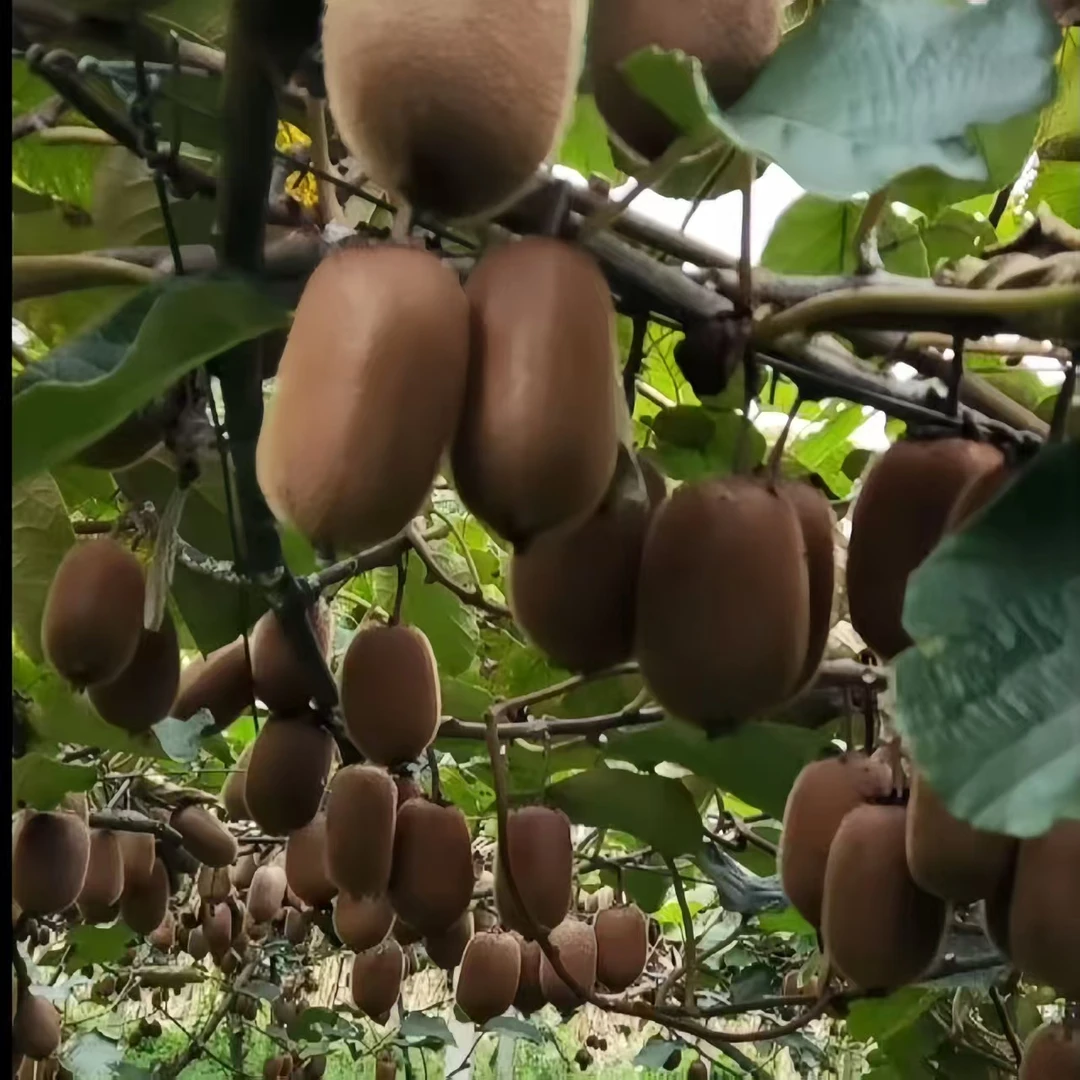 绿心猕猴桃新鲜应季香甜软糯水果